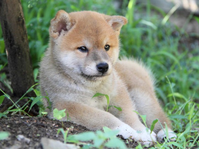 IMG_6051shiba