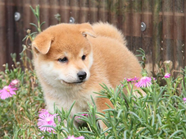 IMG_6080-shibainu-koinu