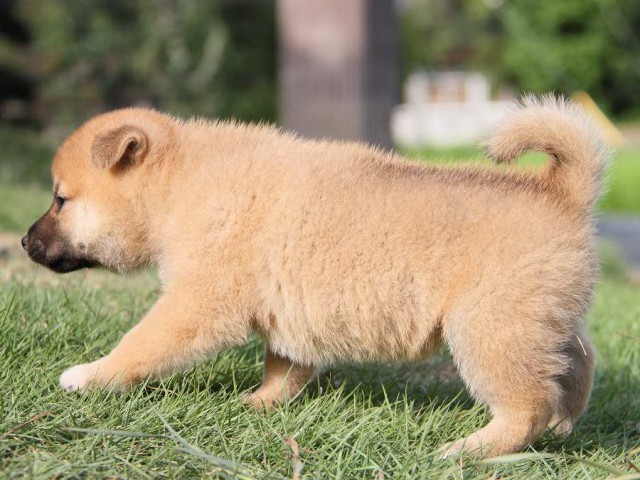 IMG_6086-shibainu Puppy