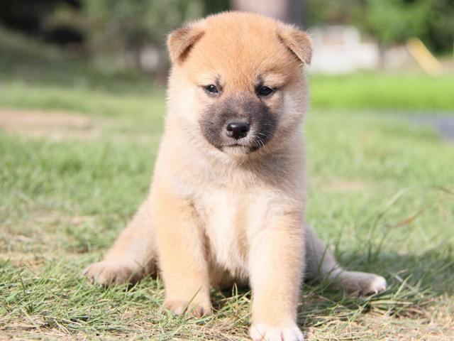 IMG_6090-shibainu Puppy