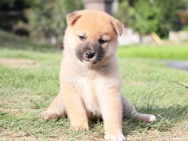 IMG_6093-shibainu Puppy