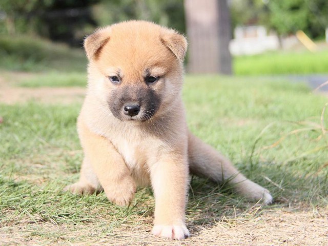 IMG_6100-shibainu Puppy