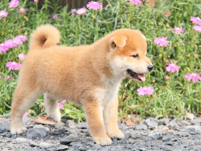 IMG_6124-shibainu-koinu