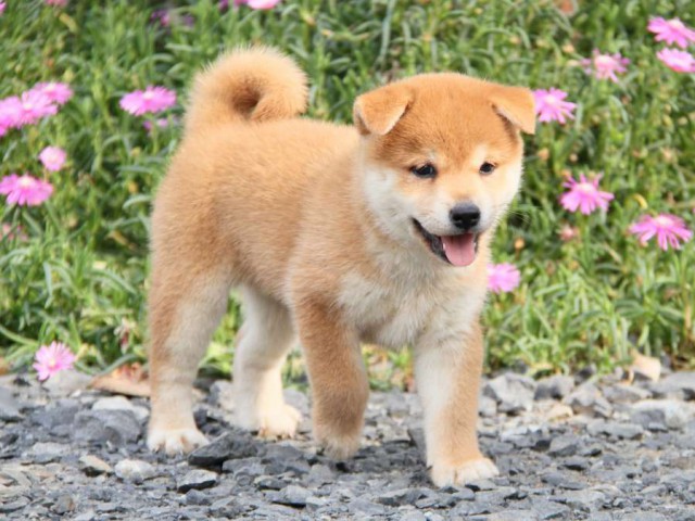 IMG_6129-shibainu-koinu