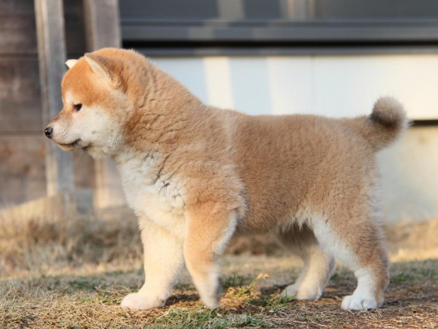 IMG_6153--shibainu Puppy