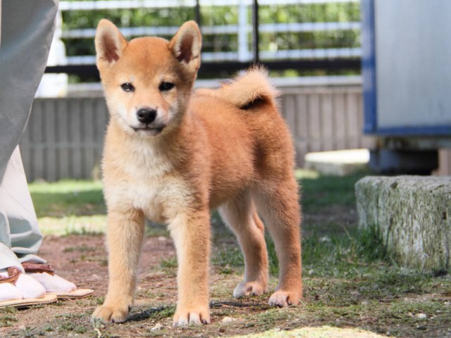 IMG_6167-shibainu-puppy