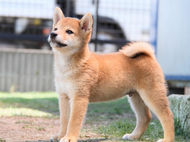 IMG_6172-shibainu-puppy