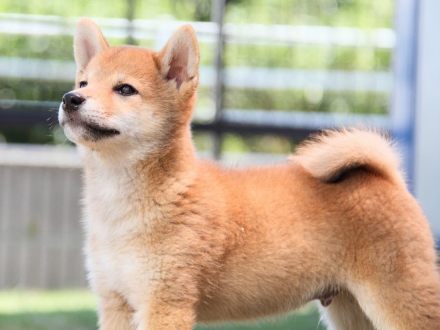 IMG_6176-shibainu-puppy