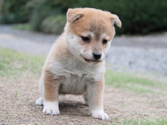 IMG_6313--shibainu Puppy