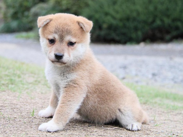 IMG_6319--shibainu Puppy