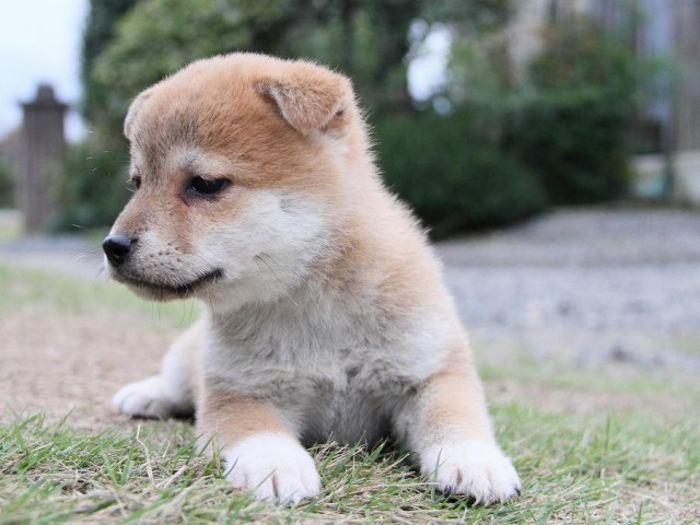 IMG_6322--shibainu Puppy