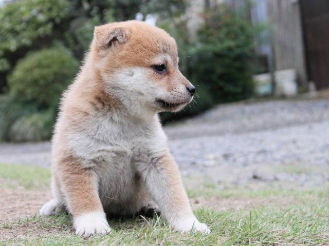 IMG_6330--shibainu Puppy