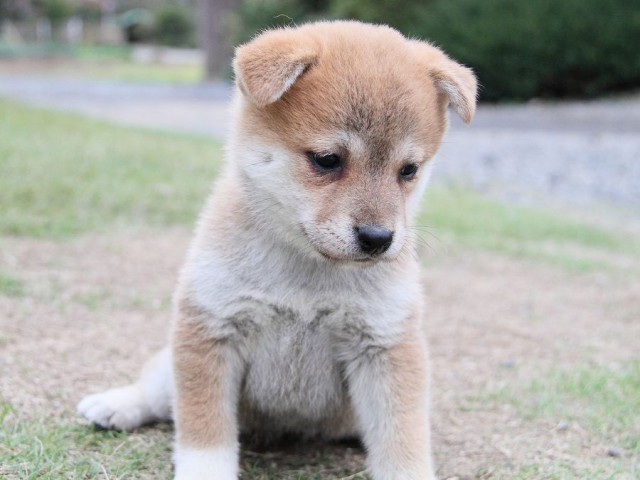 IMG_6334--shibainu Puppy