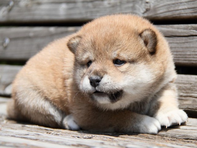 IMG_6706-shibainu-puppy