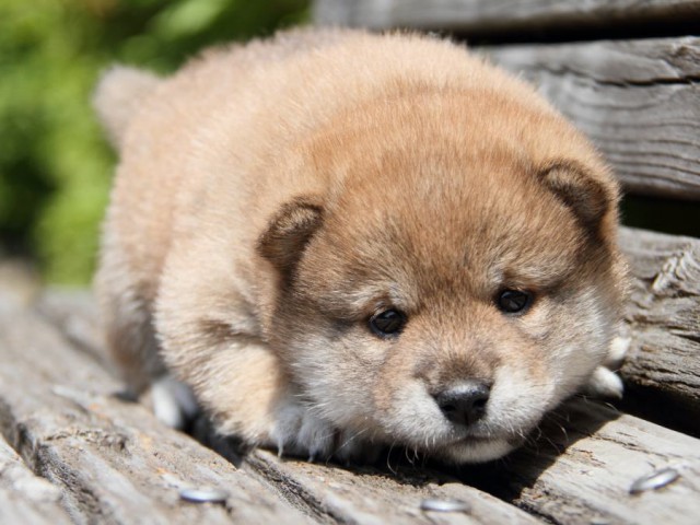 IMG_6711-shibainu-puppy