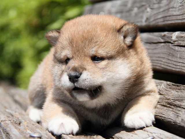 IMG_6718-shibainu-puppy