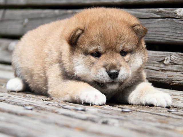 IMG_6723-shibainu-puppy