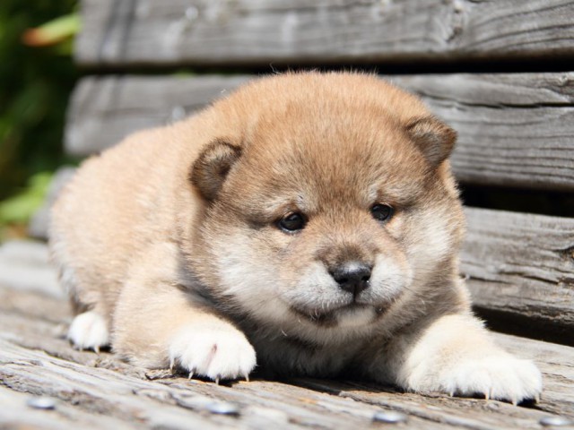 IMG_6739-shibainu-puppy