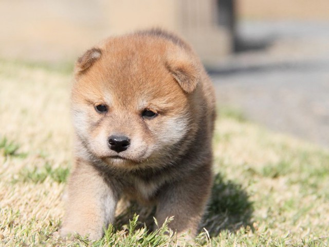 IMG_7069shibainu