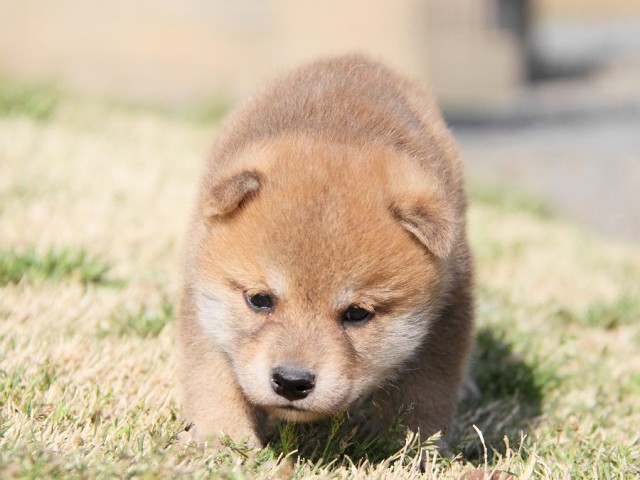 IMG_7073shibainu