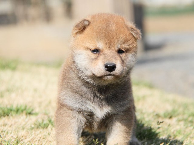 IMG_7080shibainu