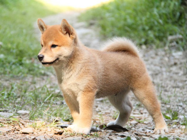 IMG_7082shiba