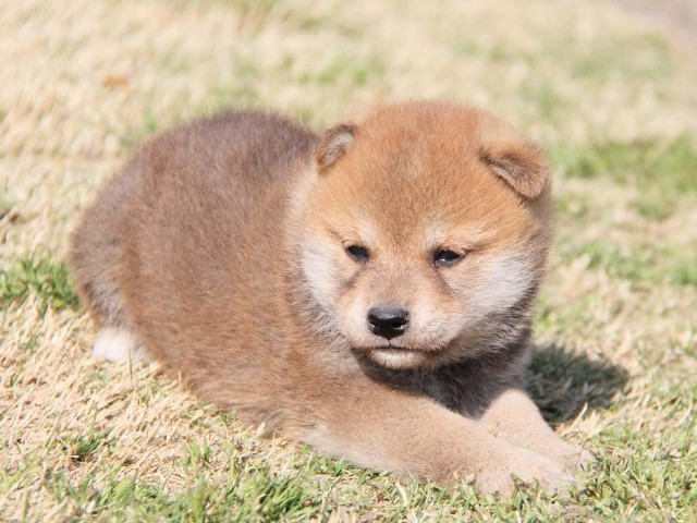 IMG_7083shibainu