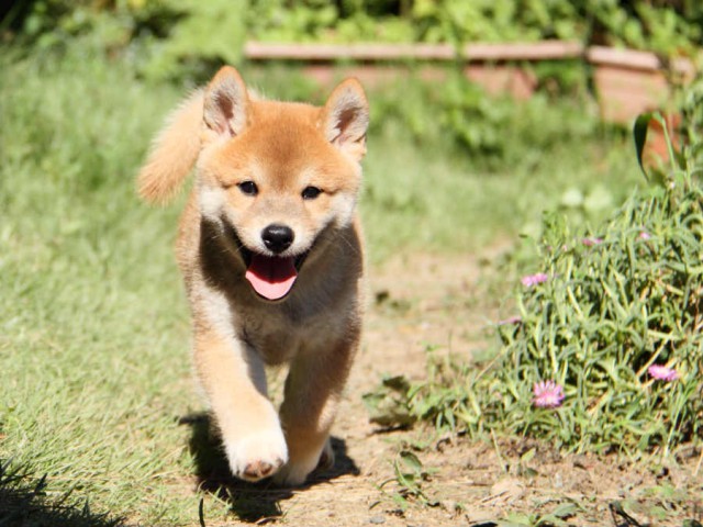 IMG_7151shiba