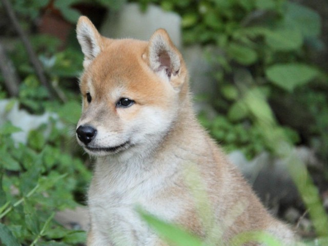 IMG_7158shiba