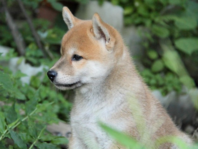 IMG_7159shiba