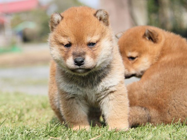 IMG_7174Shiba