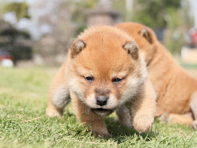 IMG_7190Shiba