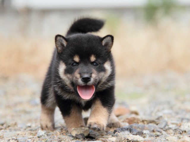 IMG_7207-shibainu-koinu