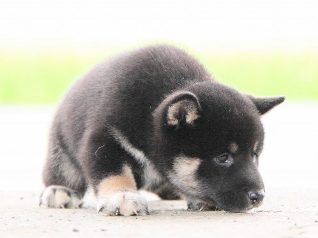 IMG_7445-shibainu Puppy