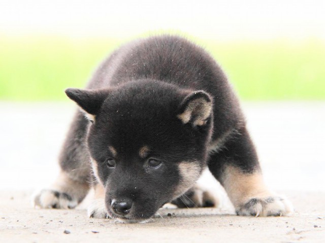 IMG_7451-shibainu Puppy