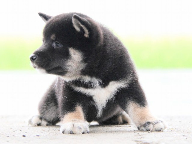 IMG_7455-shibainu Puppy