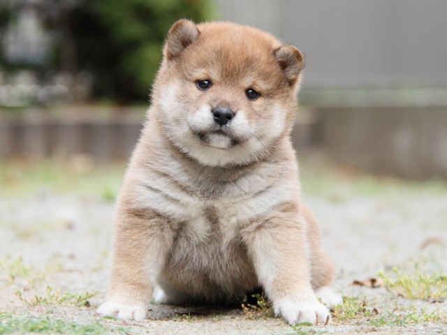 IMG_7471-shibainu-puppy