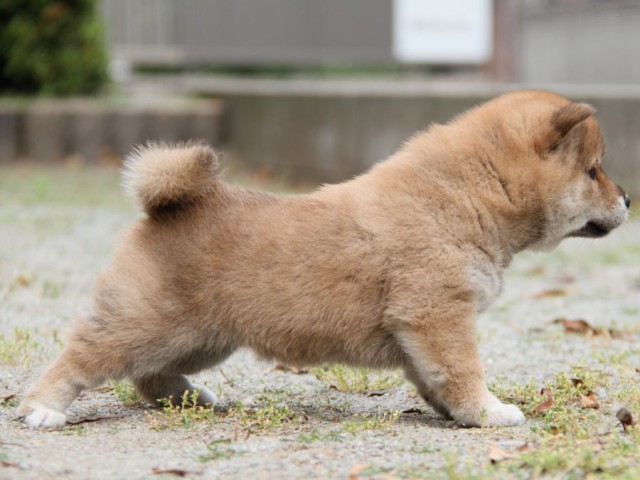 IMG_7495-shibainu-puppy