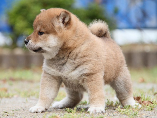 IMG_7506-shibainu-puppy