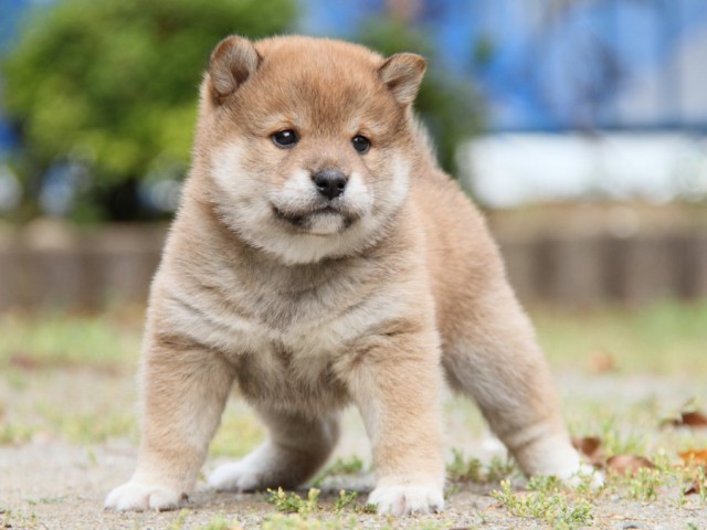 IMG_7515-shibainu-puppy