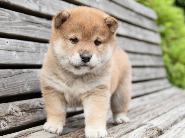 IMG_7542-shibainu-puppy