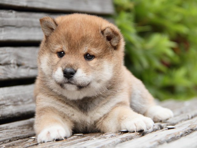 IMG_7552-shibainu-puppy