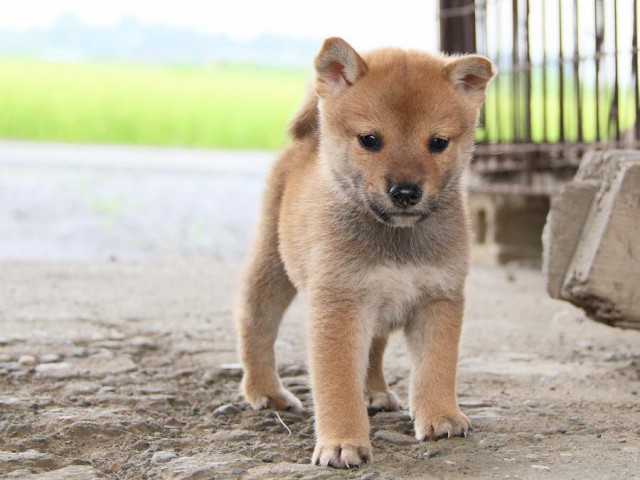 IMG_7660-shibainu Puppy