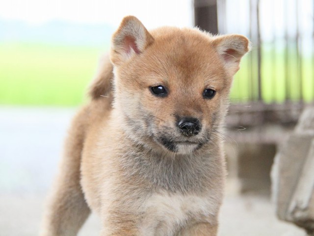 IMG_7663-shibainu Puppy