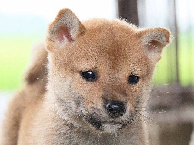 IMG_7664-shibainu Puppy