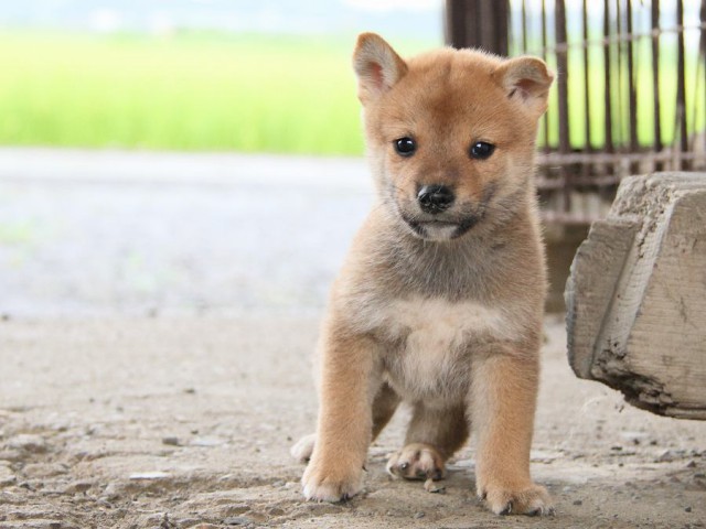 IMG_7671-shibainu Puppy