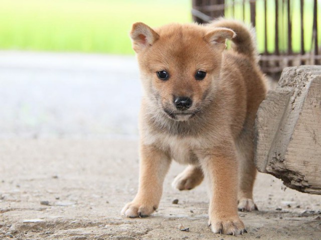 IMG_7672-shibainu Puppy