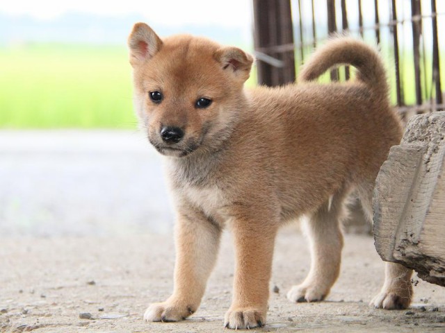 IMG_7674-shibainu Puppy