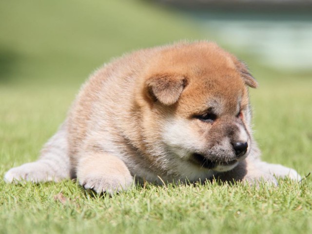 IMG_7757-shibainu-koinu