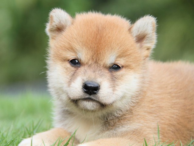 IMG_7850-shibainu Puppy